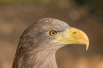 Aquila