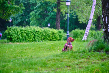 Two Irish setters playing on grass general plan color