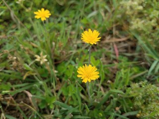 yellow flowers in grass