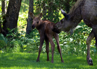 Moose cow calf Anchorage Alaska