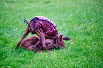 Two Irish setters playing on grass general plan color