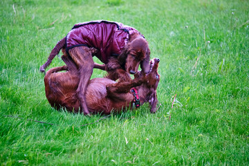 Two Irish setters playing on grass general plan color