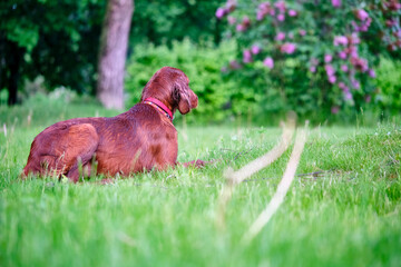 Red irish setter dog on the green gras in the park general plan color