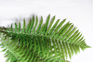 minimalism style, fern leaf on paper background