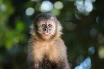 Foto op Canvas monkey © Amanda Kariella