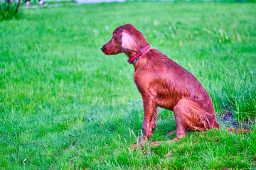 One Red irisch setter dog sitting on the meadow color