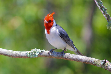 cardinal on a tree