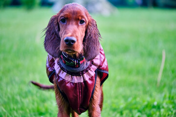 Irish Setter standing in the meadow general plan color