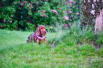 Red irish setter dog on the green gras in the park general plan color