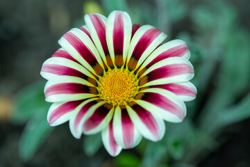 flowers after rain close-up