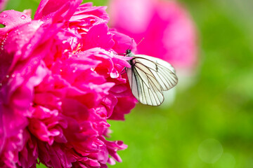 peonies and white butterflies after rain in the garden © Nady