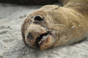 Dead sea lion on California beach