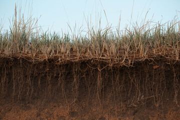 Grass earth and roots. Green grass with earth crosscut. Cross section of the earth with roots and...