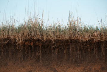 Grass earth and roots. Green grass with earth crosscut. Cross section of the earth with roots and...