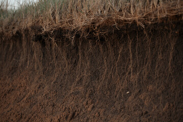Grass earth and roots. Green grass with earth crosscut. Cross section of the earth with roots and layers of dirt on a summer day. Cross-section of the ground.