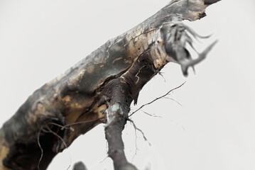 A dry tree branch against a bright sky. Large inverted tree roots against sky. A branch of an old dried tree against the sky. Texture closeup. Many dark roots, The big tree roots that look mysterious.