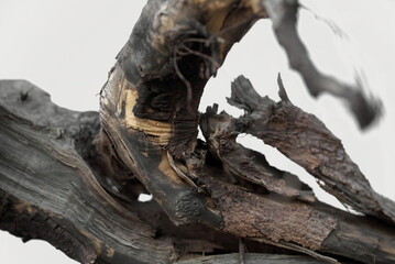 A dry tree branch against a bright sky. Large inverted tree roots against sky. A branch of an old dried tree against the sky. Texture closeup. Many dark roots, The big tree roots that look mysterious.
