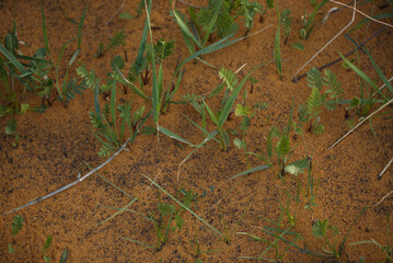 Sandy, the grass growing through the sand dunes. Green grass growing through sand.