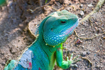 Naklejka na ściany i meble an Asian water dragon stands alone, shedding skin on the back. It is a species of agamid lizard native to China and mainland Southeast Asia. 