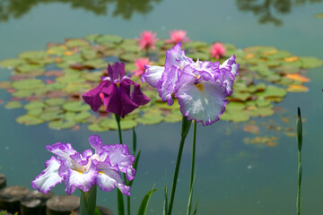 池の睡蓮を背景にハナショウブの花が咲く
