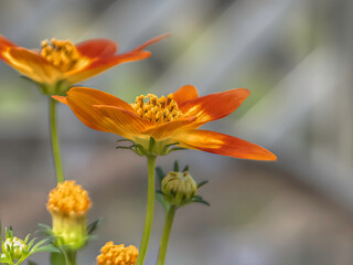 Orange daisy flowers side view with blurred background