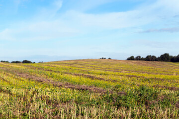 Fototapeta na wymiar rows of straw rapeseed