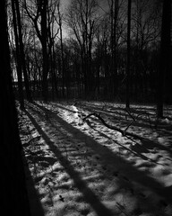 path in the winter woods