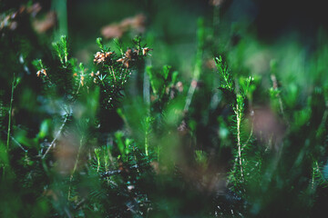 Detail of sunlit woodland with young fir trees, Austria