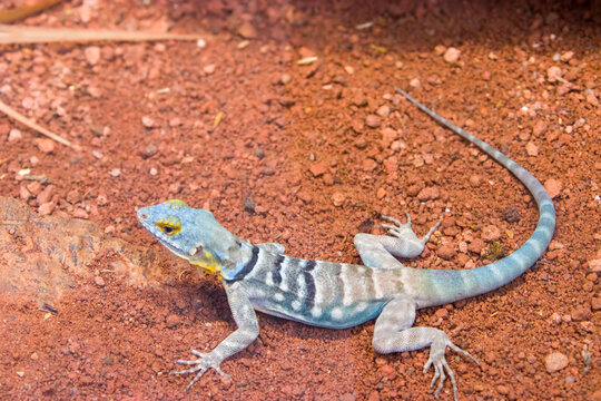 The Baja Blue Rock Lizard Is A Species Of Large, Diurnal Phrynosomatid Lizard.
It Has A Flattened Body With Small, Smooth, Granular Scales And Slightly Keeled Scales Near The Tail. 