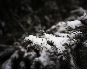 snow covered branches
