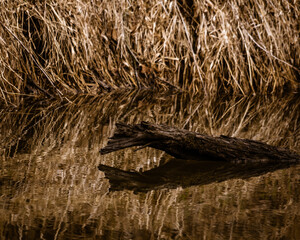 Log on the lake in autumn