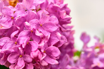 Beautiful flowering branch of lilac flowers close-up macro shot with blurry background. Spring nature floral background, pink purple lilac flowers. Greeting card banner with flowers for the holiday
