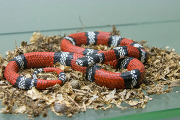 The specimen of  double-banded false coral snake (Erythrolamprus bizona) , a species of colubrid snake.