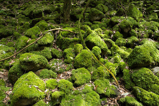 たくさんの緑の苔むした石