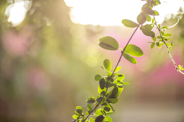 Obraz premium The abstract blurred background of the backlighting bokeh of the sun hitting the green leaves, beautiful beauty of natural light effects.