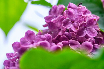 Beautiful flowering branch of lilac flowers close-up macro shot with blurry background. Spring nature floral background, pink purple lilac flowers. Greeting card banner with flowers for the holiday