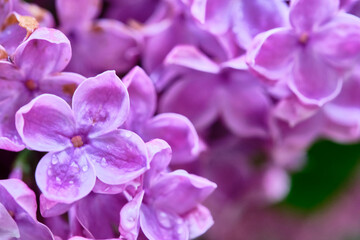 Fototapeta na wymiar Beautiful flowering branch of lilac flowers close-up macro shot with blurry background. Spring nature floral background, pink purple lilac flowers. Greeting card banner with flowers for the holiday