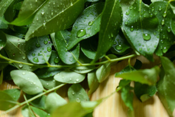 Bunch of Fresh Indian Curry Leaves / Curry Leaf on Wooden Background