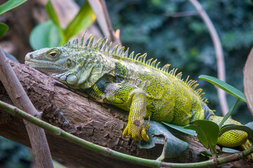 Fototapeta premium The green iguana is lying on the truck. It also is known as the American iguana, is a large, arboreal, mostly herbivorous species of lizard of the genus Iguana.