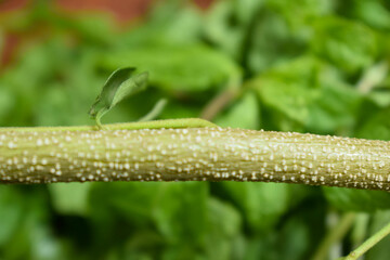 Bunch of Fresh Indian Curry Leaves / Curry Leaf on Wooden Background