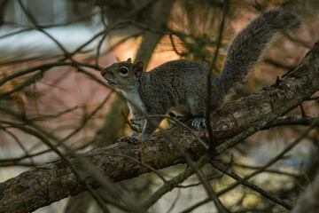 squirrel on a branch