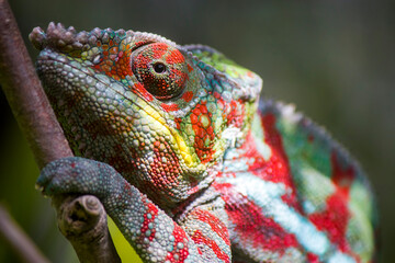 The panther chameleon is a species of chameleon found in the eastern and northern parts of Madagascar.
In a form of sexual dimorphism, males are more vibrantly colored than the females.