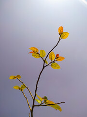 yellow leaves on gray background