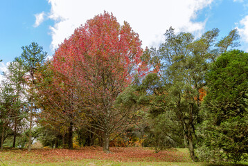 Naklejka premium Campos do Jordão Tree Farm Park in autumn, São Paulo, Brazil