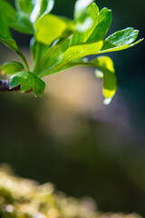 Verdant green Springtime leaves of a flower plant glowing in the sunshine.