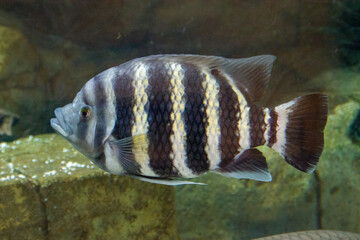 A zebra tilapia (Heterotilapia buttikoferi) in the water, is a West African species of cichlid....