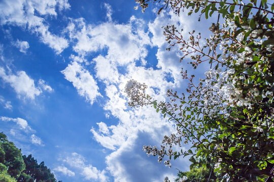 百日紅images Browse 1 517 Stock Photos Vectors And Video Adobe Stock