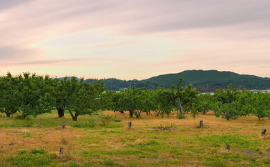 A Japanese apple orchard at dusk, with mountains in the background. 