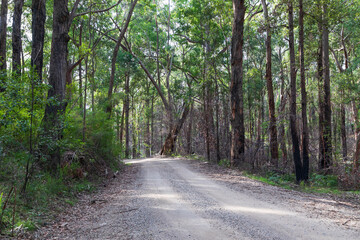 A dirt track in the Wollemi National Park in regional New South Wales