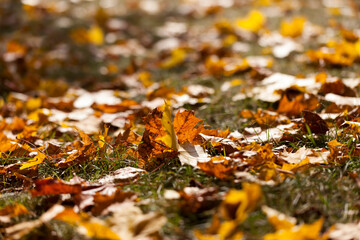 autumn yellow foliage
